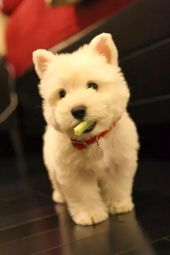 狗狗消瘦不吃食，怎么办？