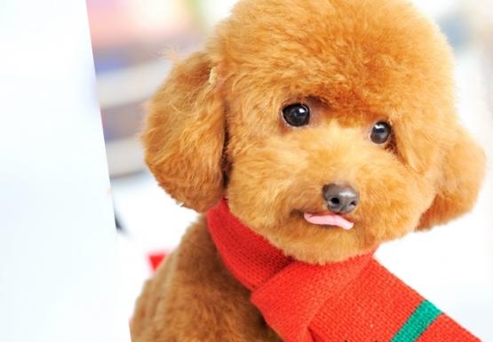 贵宾犬训练:如何训练泰迪犬乖乖吃饭？
