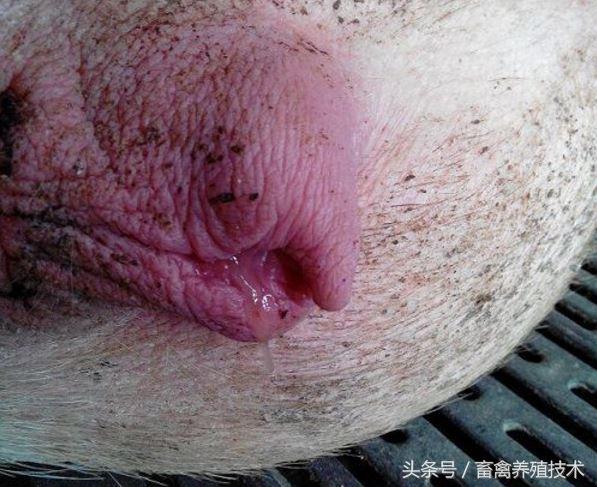 服从调剂母猪产后护理专业:母猪产后需要注意些什么？