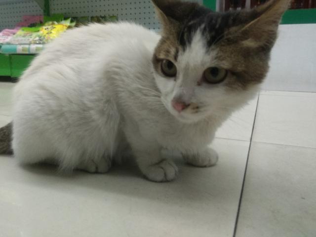 可爱猫咪萌宠图片:你见过哪些漂亮的猫咪，有多漂亮？