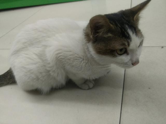 可爱猫咪萌宠图片:你见过哪些漂亮的猫咪，有多漂亮？