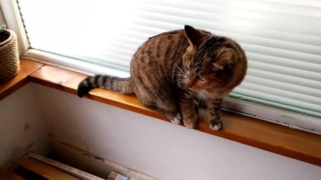 可爱猫咪萌宠图片:你见过哪些漂亮的猫咪，有多漂亮？