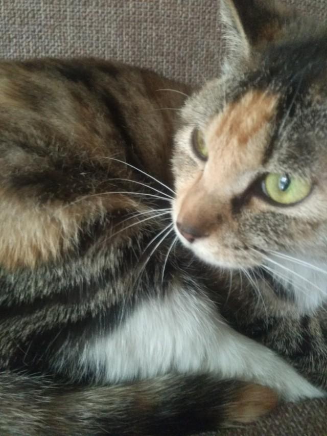 可爱猫咪萌宠图片:你见过哪些漂亮的猫咪，有多漂亮？