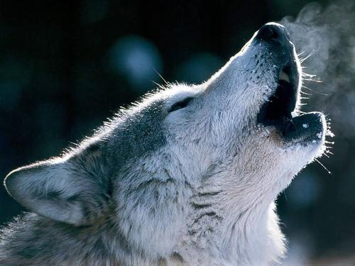 超大型犬杂交研究所:狼和哈士奇可以杂交产生后代，那它们的后代具有生殖能力嘛？