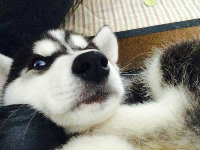 捷克狼犬sitka高清壁纸:狼和哈士奇可以杂交产生后代，那它们的后代具有生殖能力嘛？
