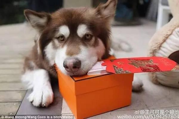 王思聪微信多少:王思聪悬赏100万找狗是怎么回事？