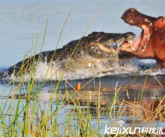 河马和湾鳄谁厉害:一只水牛和一只河马，谁厉害？ 湾鳄vs河马谁厉害