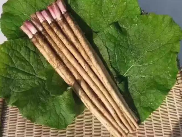 牛蒡茶能减肥吗？