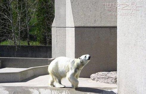 北极熊克努特:世界上十大动物园是那些？分别介绍一下？ 北极熊克努特英语绘本