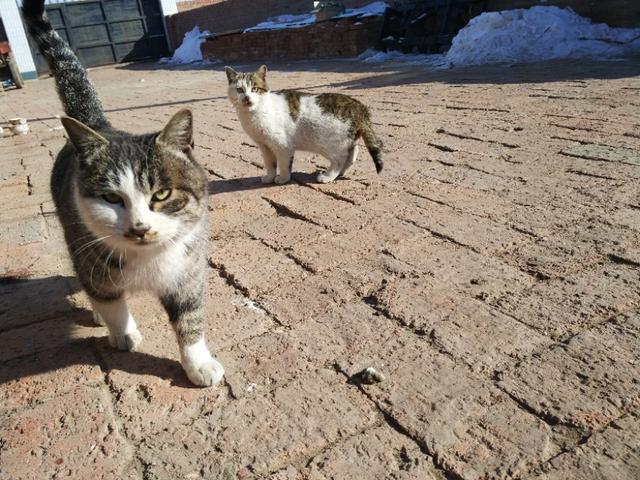 可爱猫咪萌宠图片:你见过哪些漂亮的猫咪，有多漂亮？