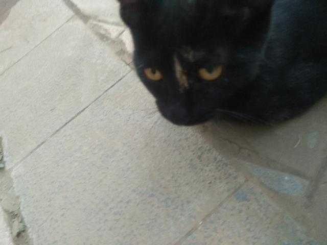 可爱猫咪萌宠图片:你见过哪些漂亮的猫咪，有多漂亮？