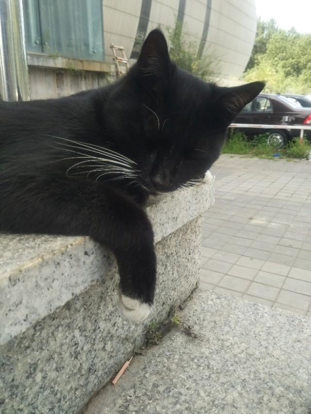 可爱猫咪萌宠图片:你见过哪些漂亮的猫咪，有多漂亮？