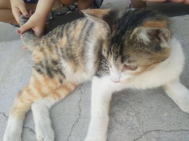 可爱猫咪萌宠图片:你见过哪些漂亮的猫咪，有多漂亮？