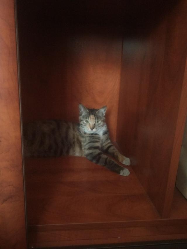 可爱猫咪萌宠图片:你见过哪些漂亮的猫咪，有多漂亮？