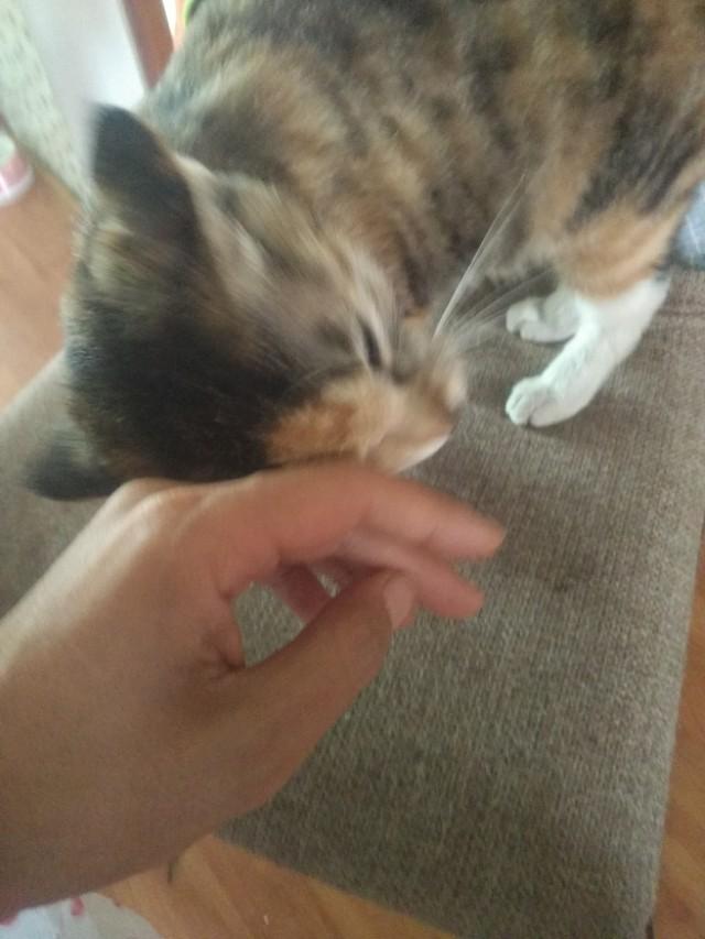 可爱猫咪萌宠图片:你见过哪些漂亮的猫咪，有多漂亮？