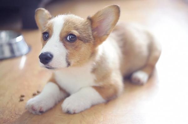 柯基多少钱一只:为什么柯基犬的价钱这么昂贵呢？