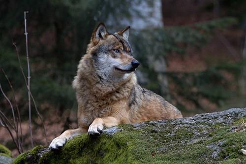 阿拉斯加犬和哈士奇配种:狼和哈士奇可以杂交产生后代，那它们的后代具有生殖能力嘛？