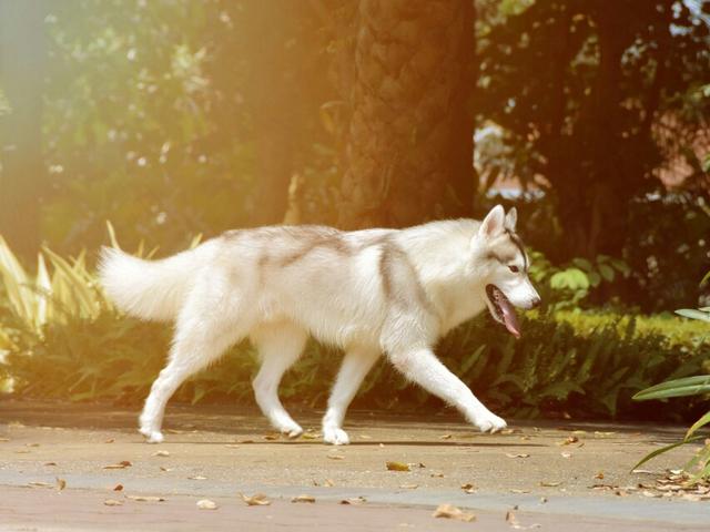 捷克狼犬sitka高清壁纸:狼和哈士奇可以杂交产生后代，那它们的后代具有生殖能力嘛？