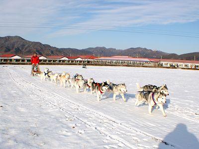 捷克狼犬sitka高清壁纸:狼和哈士奇可以杂交产生后代，那它们的后代具有生殖能力嘛？