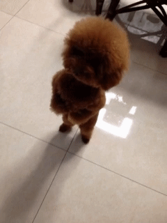 大丹犬图片:大丹犬图片 幼犬 世界上最大的是犬种可以和最小的犬种杂交吗？