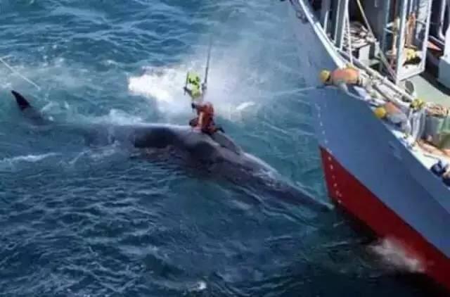 1428头海豚被赶入法罗群岛遭捕杀，鲸鱼的尸体沉入大海后，会发生什么