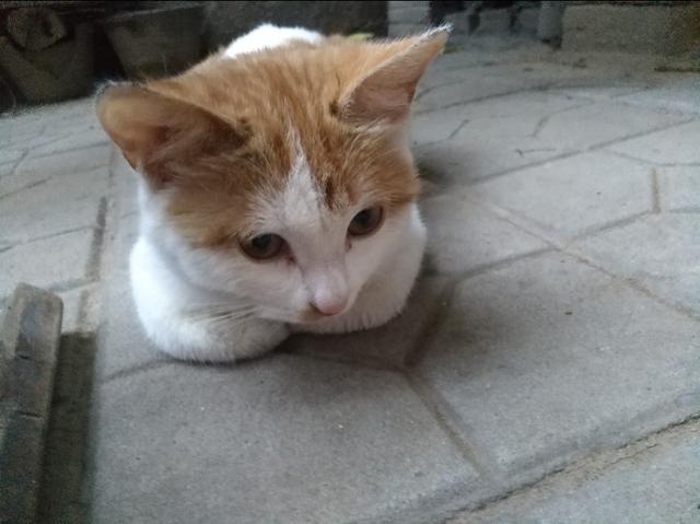 两周大的小猫吃什么:小猫什么时候能喂吃的？刚开始喂什么好点？ 两周的小猫吃什么