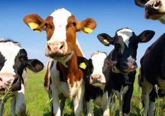 养牛的成本与利润是多少？