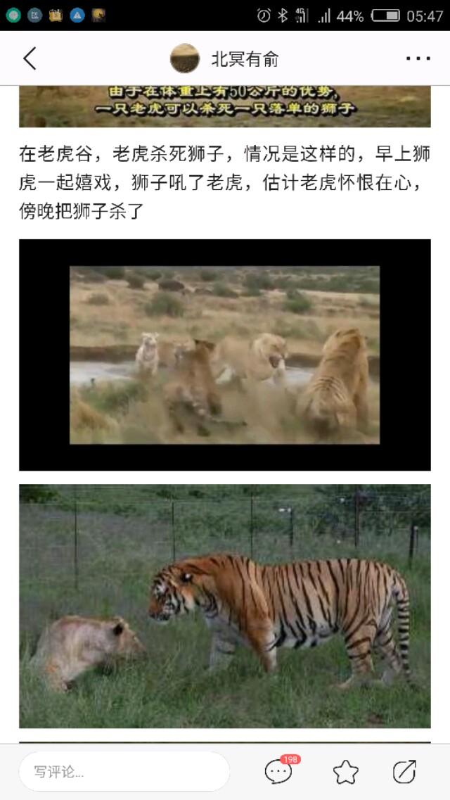 大型猫科动物:大型猫科动物会怕眼镜王蛇吗？