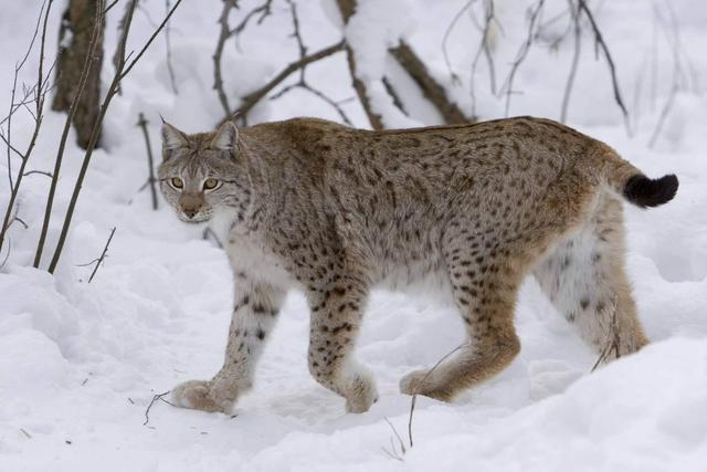 头条问答 - 猞猁和狞猫哪个厉害?(63个回答)