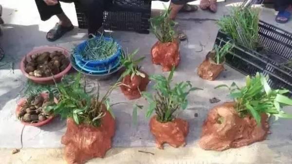 石蚌:石头 听说蛙类只有石蛙才是真正不用喂饲料不在肥水里长，大家说是吗？