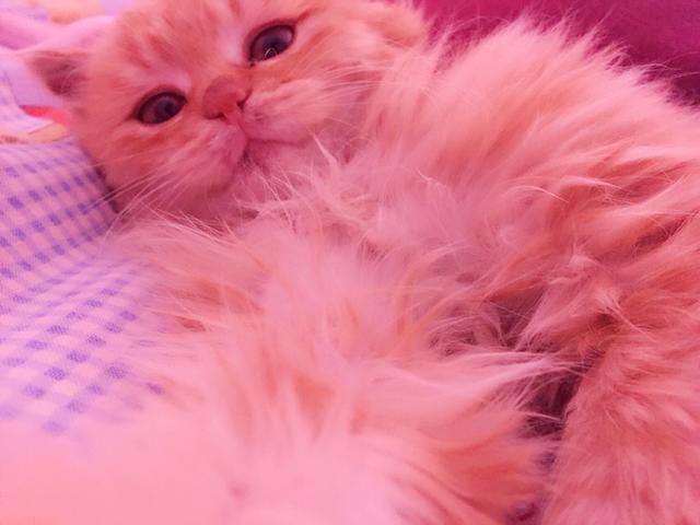 褴褛猫吧:网友养了只田园猫被养蓝猫的同学嫌弃，不是品种猫真的就差吗？