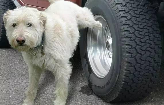 犬爱:对于爱狗人士无底线爱狗，你有什么看法？ 犬爱主题曲