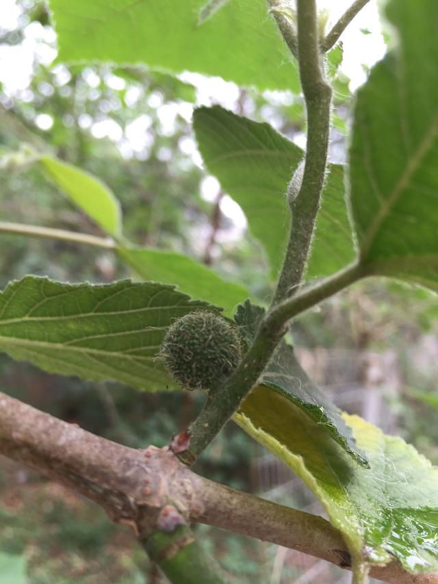 长芒杜英果实能吃吗:有谁知道这是什么植物的果实，粘粘的？