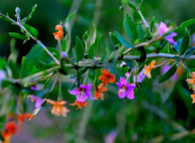头条问答 - 枸杞子树开什么颜色的花?(8个回答)