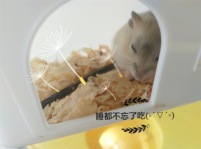 奶油色金丝熊图片:秀一下你们家仓鼠的照片吧？