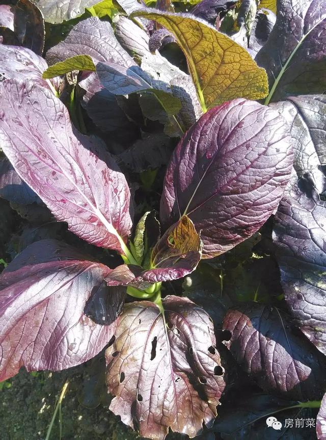 头条问答 - 在厦门天岩山家园买的林晓晴得到菜,请问这个紫色的菜叫
