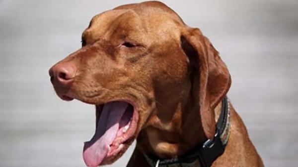 犬蛔虫病怎么用药物:狗狗止咳药有哪些，狗狗止咳哪种药效果好呢？ 蛔虫病的药物
