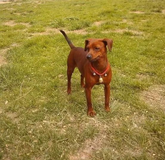 班克尔犬 蒙古獒:蒙古獒是一种优秀的猎犬吗？为什么？