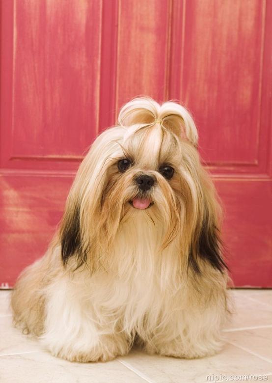 班克尔犬 蒙古獒:蒙古獒是一种优秀的猎犬吗？为什么？