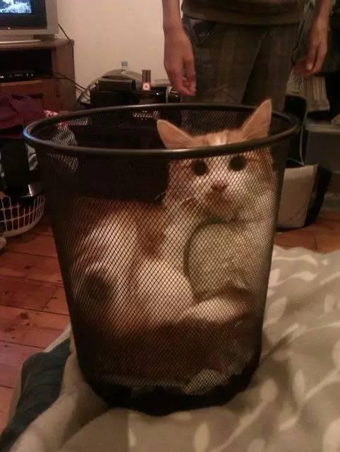 猫咪吃西瓜动图:你家猫咪有哪些特别的癖好？