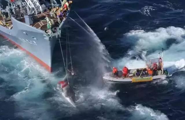 鲸鱼爆炸:鲸鱼死后还会爆炸？为什么？