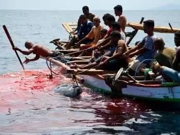 1428头海豚被赶入法罗群岛遭捕杀，鲸鱼的尸体沉入大海后，会发生什么