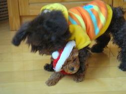 斗牛犬打架视屏:法国斗牛犬看门吗？咬人咬架不？