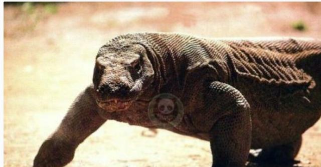 科莫多巨蜥究竟有多凶猛？