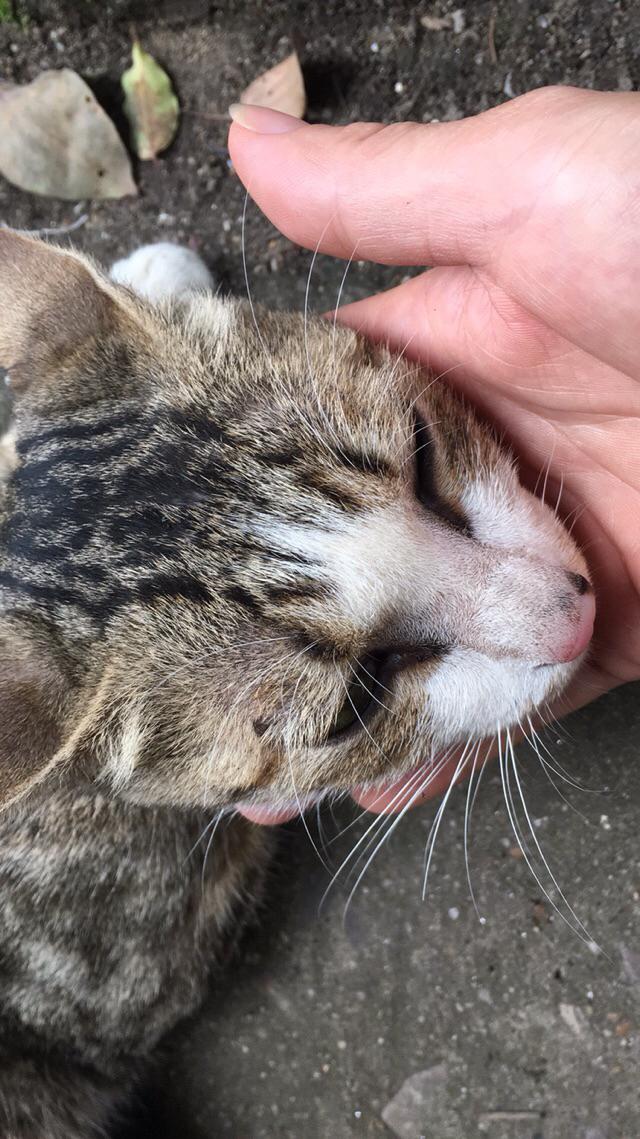 喜乐比猫粮 包邮:要不要收养小区的流浪猫？