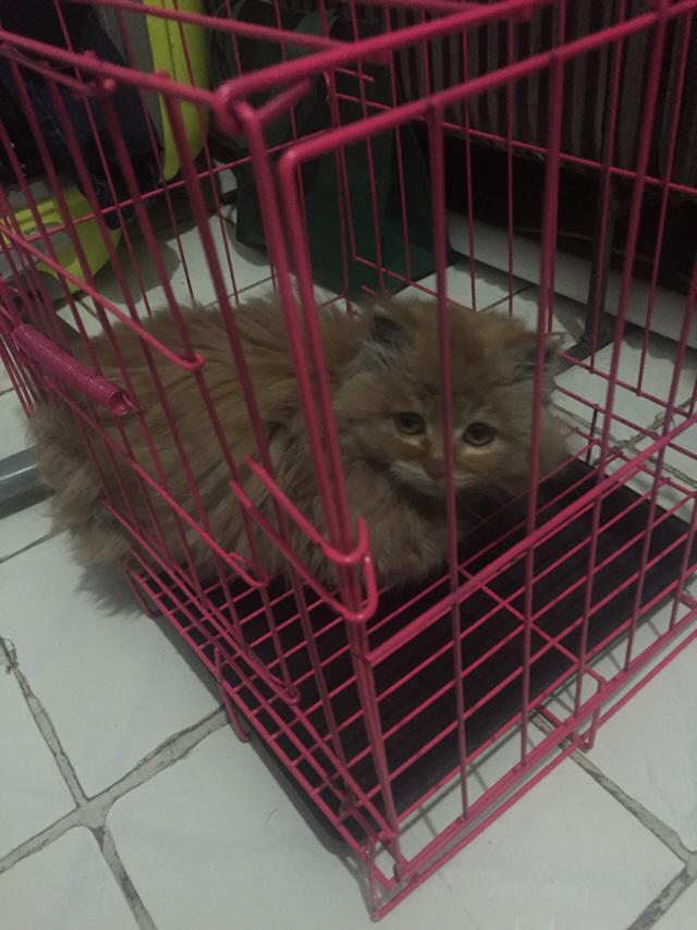 褴褛猫吧:网友养了只田园猫被养蓝猫的同学嫌弃，不是品种猫真的就差吗？