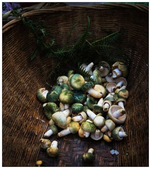 云南都有哪些好吃的野生菌？