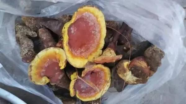 石蚌:石头 听说蛙类只有石蛙才是真正不用喂饲料不在肥水里长，大家说是吗？