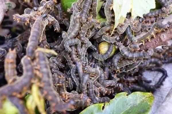 石蚌:石头 听说蛙类只有石蛙才是真正不用喂饲料不在肥水里长，大家说是吗？