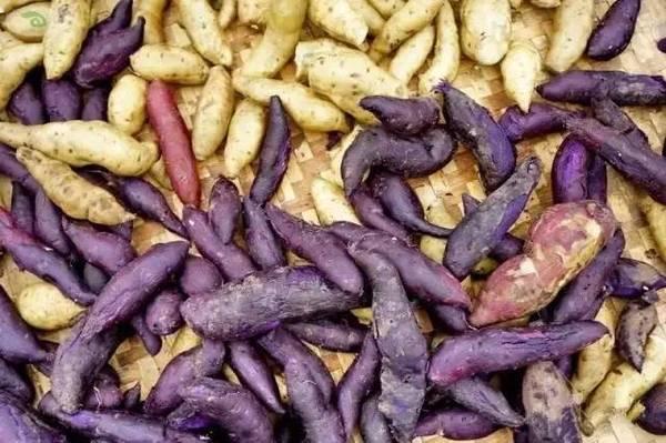 石蚌:石头 听说蛙类只有石蛙才是真正不用喂饲料不在肥水里长，大家说是吗？